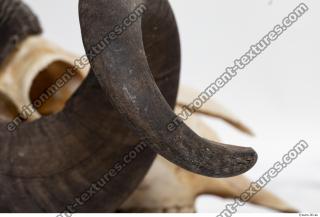 mouflon skull antlers 0020